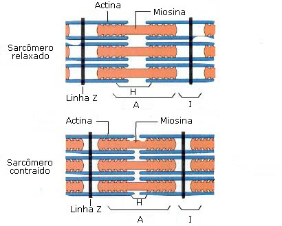 contracao muscular