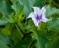 Datura stramonium. Foto: Melinda Fawver / Shutterstock.com