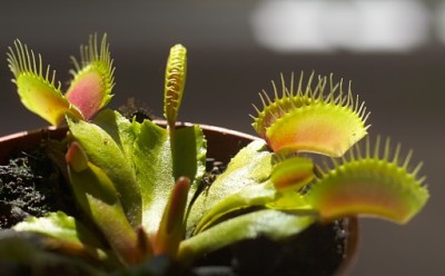Dionaea muscipula. Foto¹: Bouba at fr.wikipedia (photo by Bouba) [GFDL or CC-BY-SA-3.0], via Wikimedia Commons