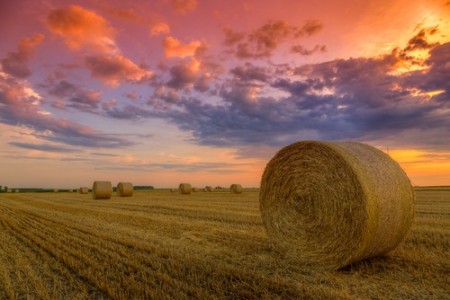 Feno. Foto: Fesus Robert / Shutterstock.com