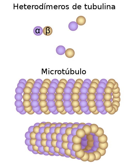 Microtúbulos. Ilustração: Alila Medical Media / Shutterstock.com [adaptado]