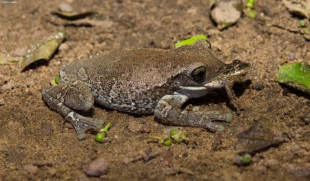 Anfíbios da família Hylidae em relação de predação (Trachycephalus vs Scinax). Foto: © Izalete Tavares.