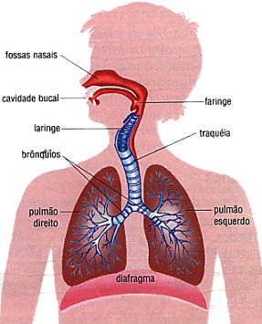 Órgãos do sistema respiratório