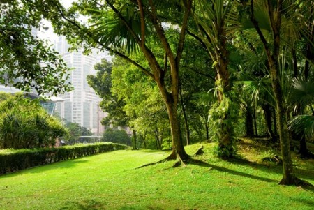 Área verde em grande centro urbano. Foto: Efired / Shutterstock.com