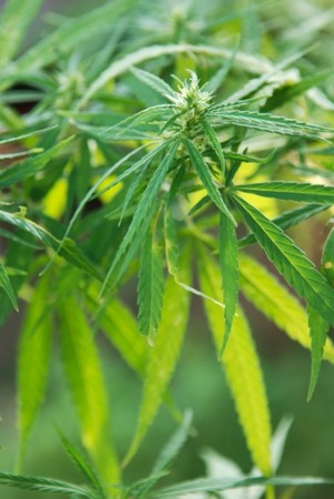 Cannabis sativa. Foto: Sorawich / Shutterstock.com