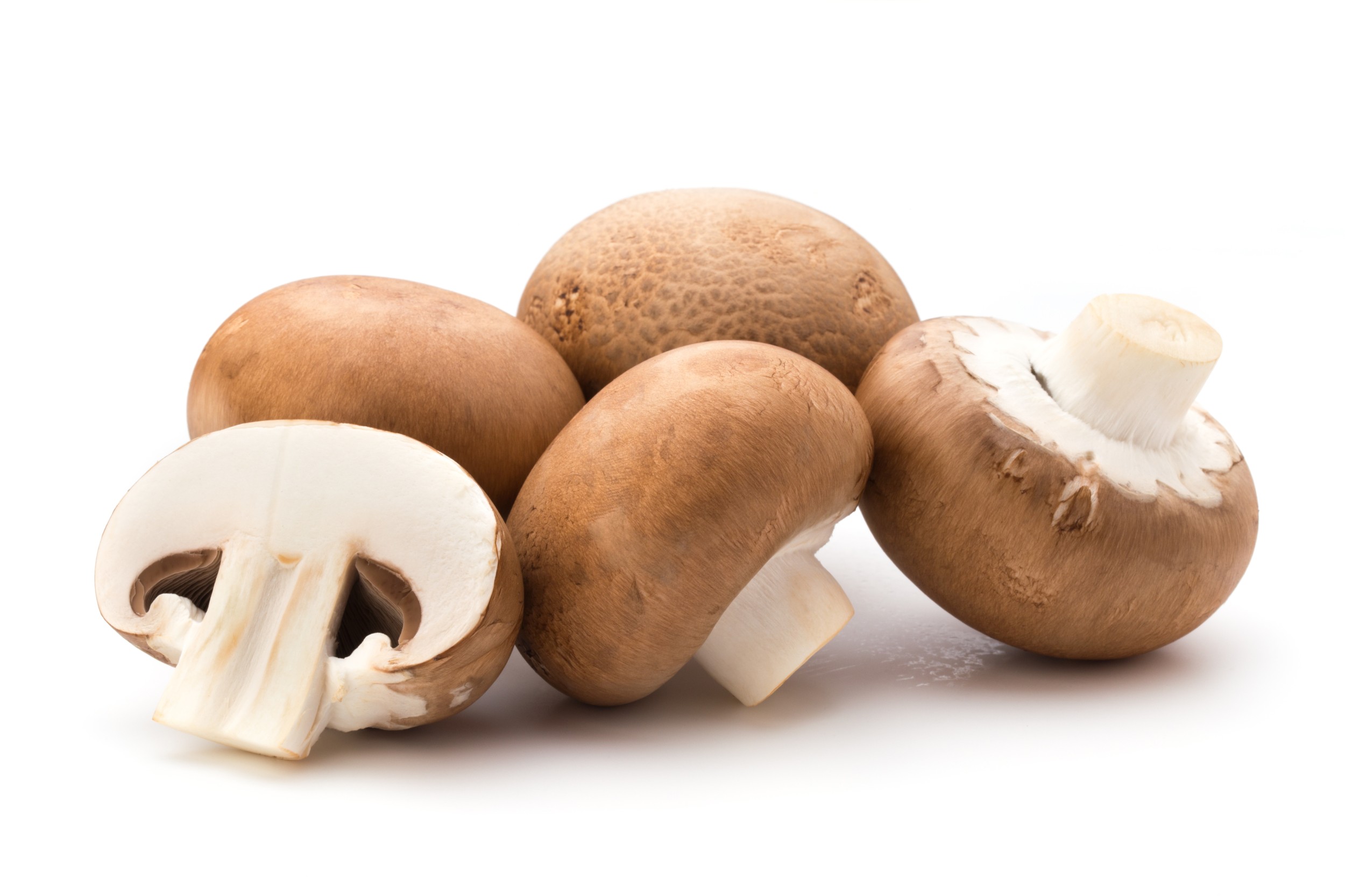 Champignon Cogumelo Comest vel InfoEscola