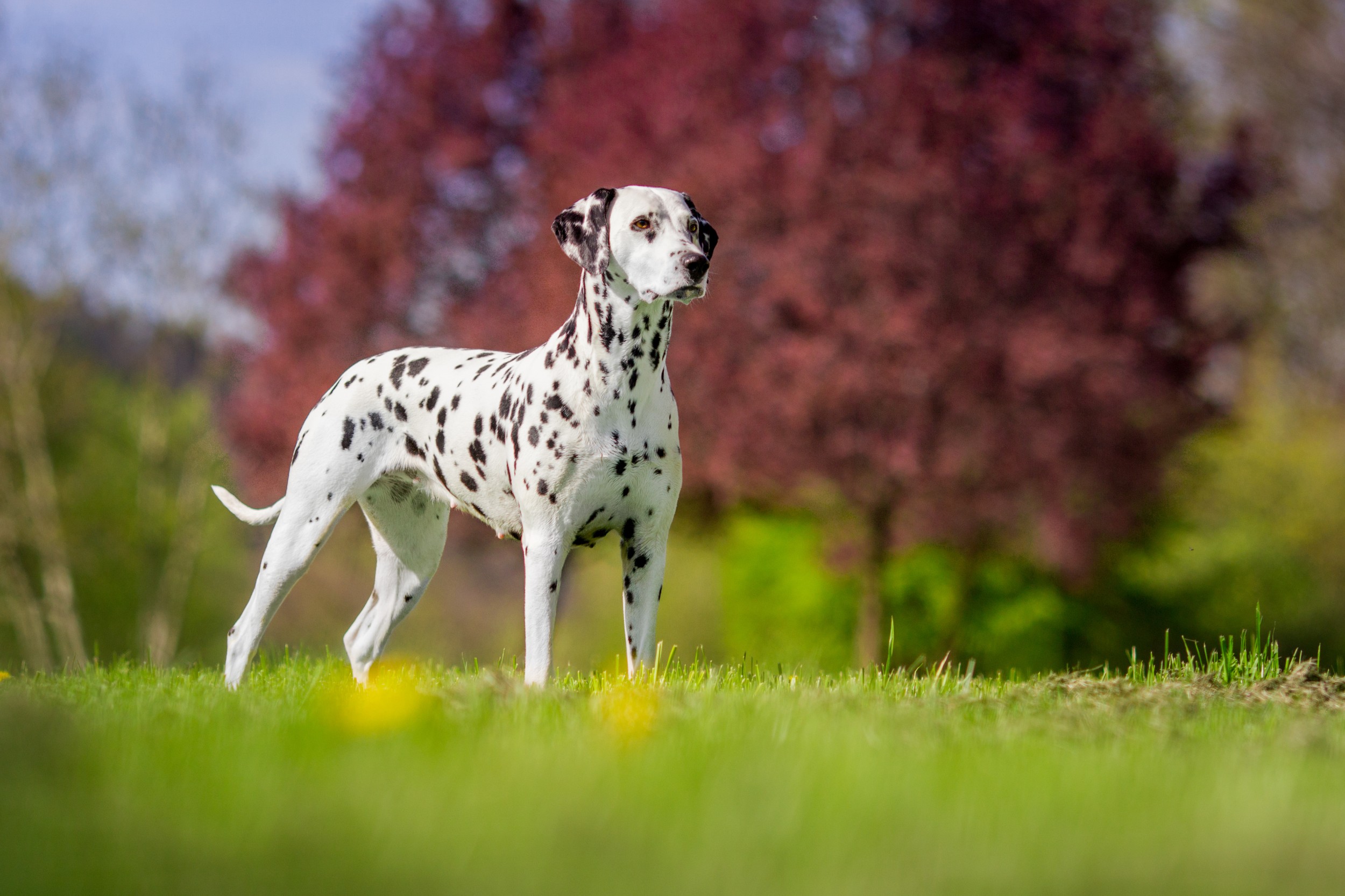 Dálmata - Raças de Cães - InfoEscola