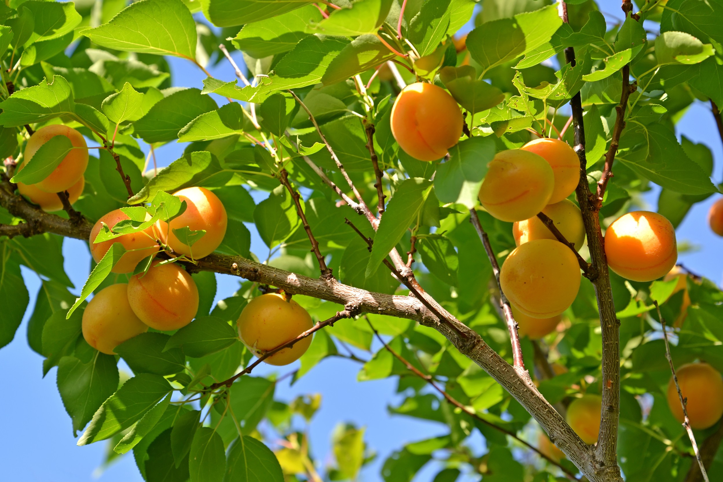 Damasco: um fruto de Verão! - Frutas do Cávado