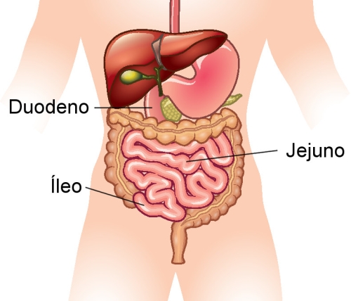 Partes do intestino delgado: duodeno, jejuno e íleo. Ilustração:  La Gorda / Shutterstock.com