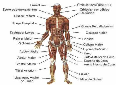 Músculos do Corpo Humano