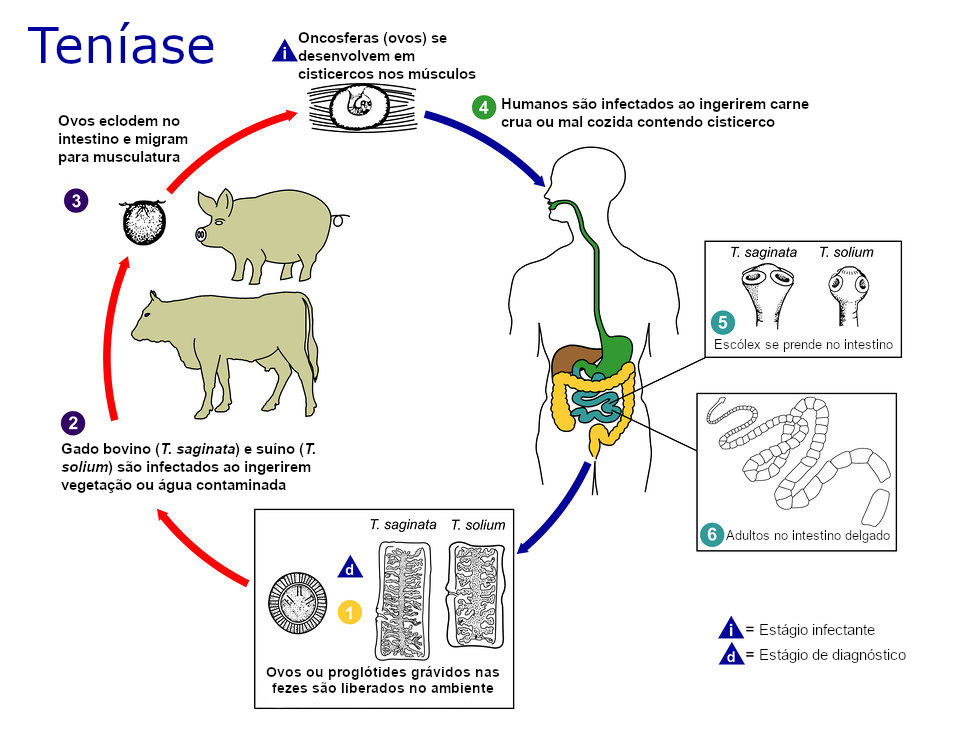 Simptome paraziţi intestinali: Tenia, Vierme tenie