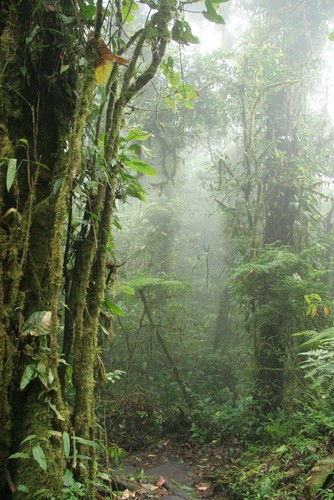 Floresta Nublada. Foto: Brian Lasenby / Shutterstock.com