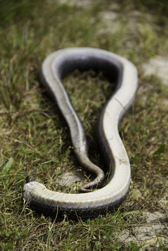 Cobra fingindo-se de morta. Foto: Coy St. Clair / Shutterstock.com