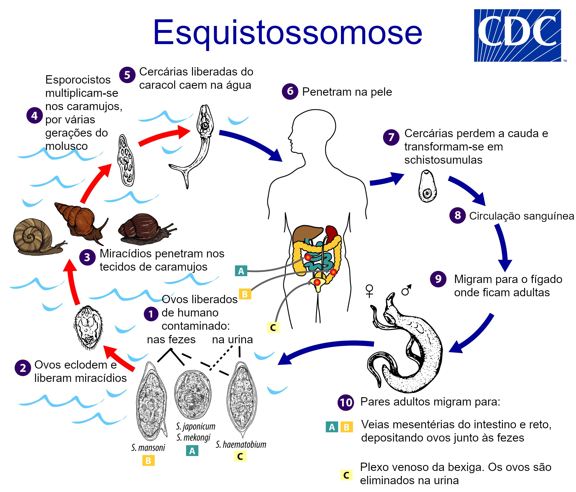 Oxiuroza: cauze, transmitere, simptome, diagnostic, preventie si tratament | Bioclinica