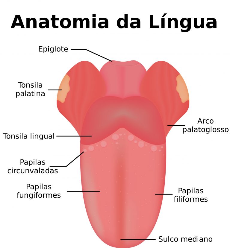 Sintético 95+ Imagen De Fondo Partes De La Lengua Del Perro Alta Definición Completa, 2k, 4k Sintético 95+ Imagen De Fondo Partes De La Lengua Del Perro Alta Definición Completa, 2k, 4k