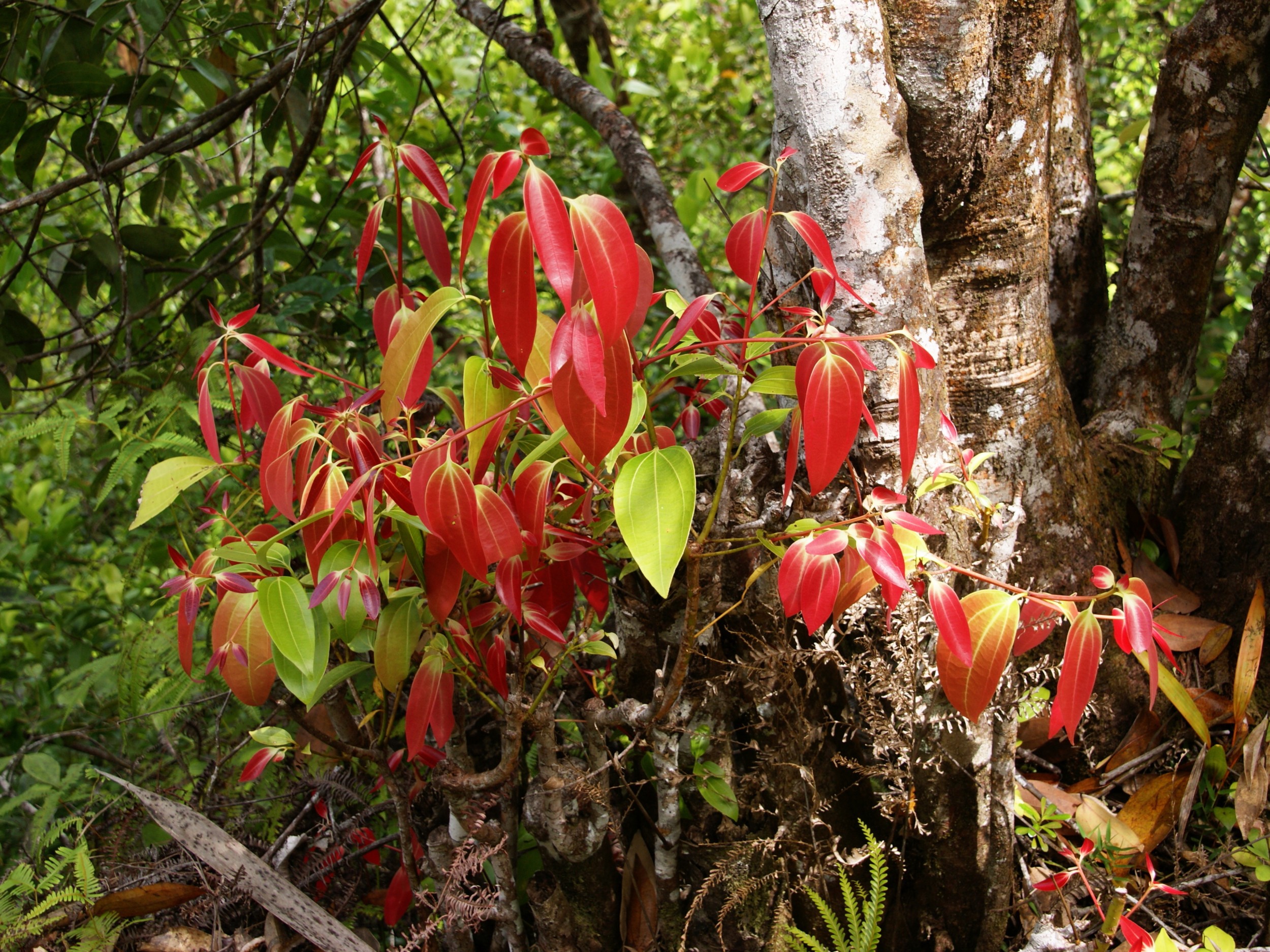 Canela Caneleira Plantas InfoEscola