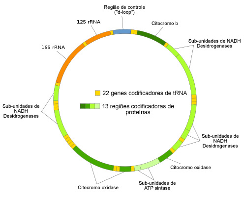 Resultado de imagem para genoma mitocondrial