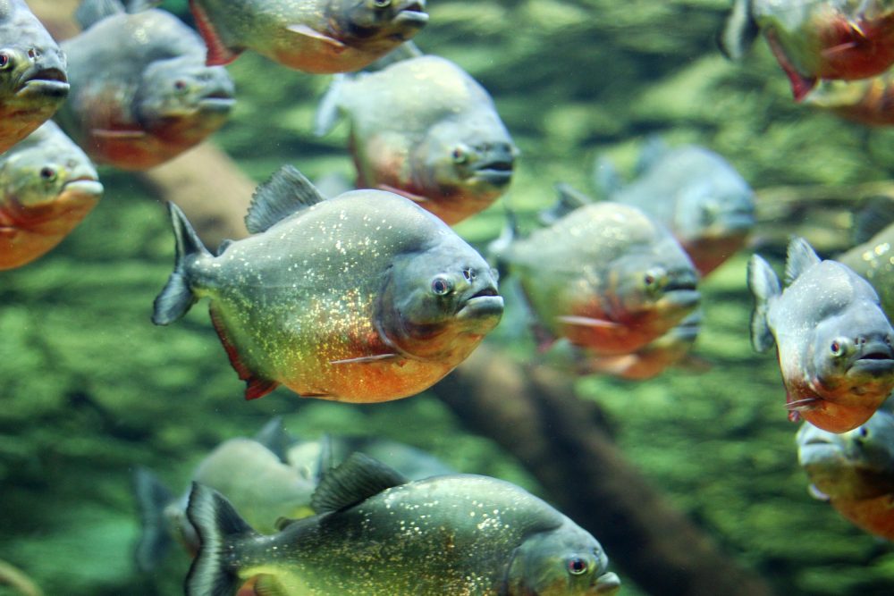 Piranha - espécies de piranhas - Peixes - InfoEscola