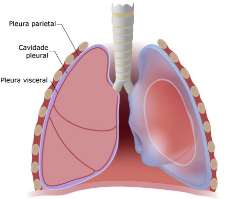 Anatomia da Pleura. Ilustração: Alila Medical Media / Shutterstock.com