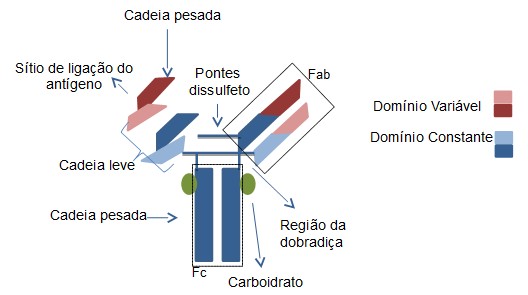 Ilustração: Isabela Canhas / InfoEscola.com