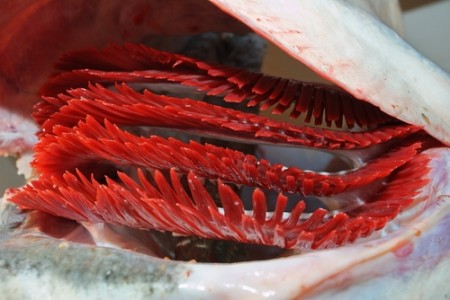 Brânquias de um peixe-gato. Foto: Daniel Petrescu / Shutterstock.com