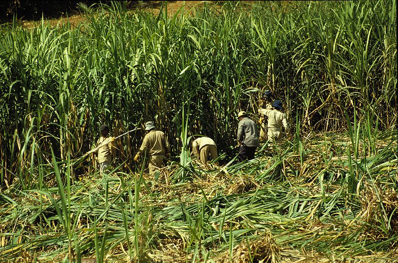 Cana-de-açúcar - História e Cultivo no Brasil - Plantas ...