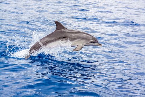 Todas as caracteristicas do Golfinho Ecolocalizacao-golfinhos