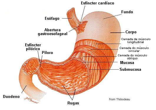Anatomia do Estômago humano.
