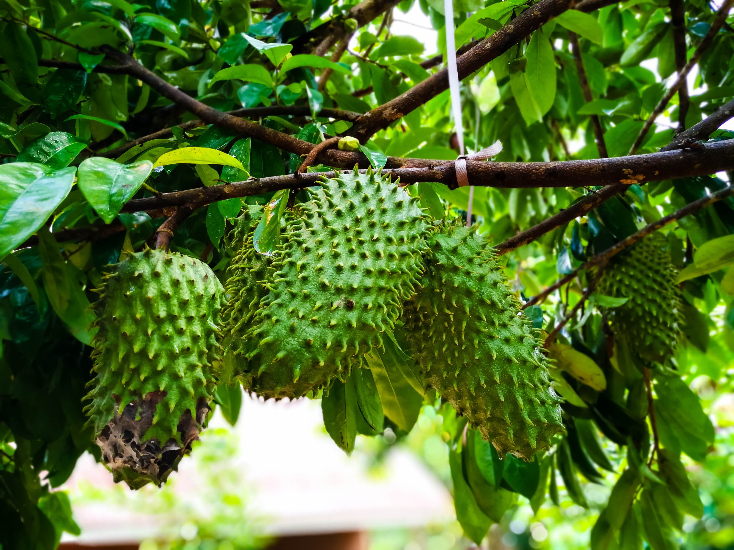 Graviola - nutrientes, benefícios - Frutas - InfoEscola