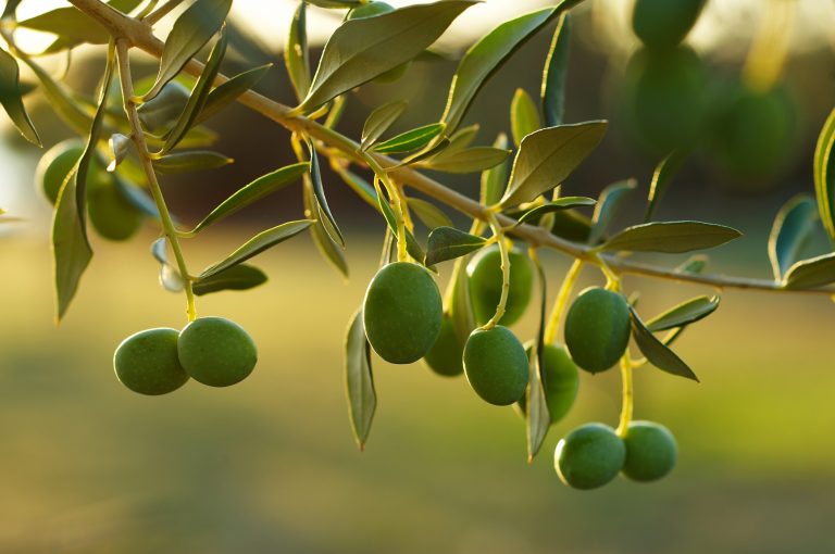 Oleaceae fam lia das ole ceas plantas infoescola