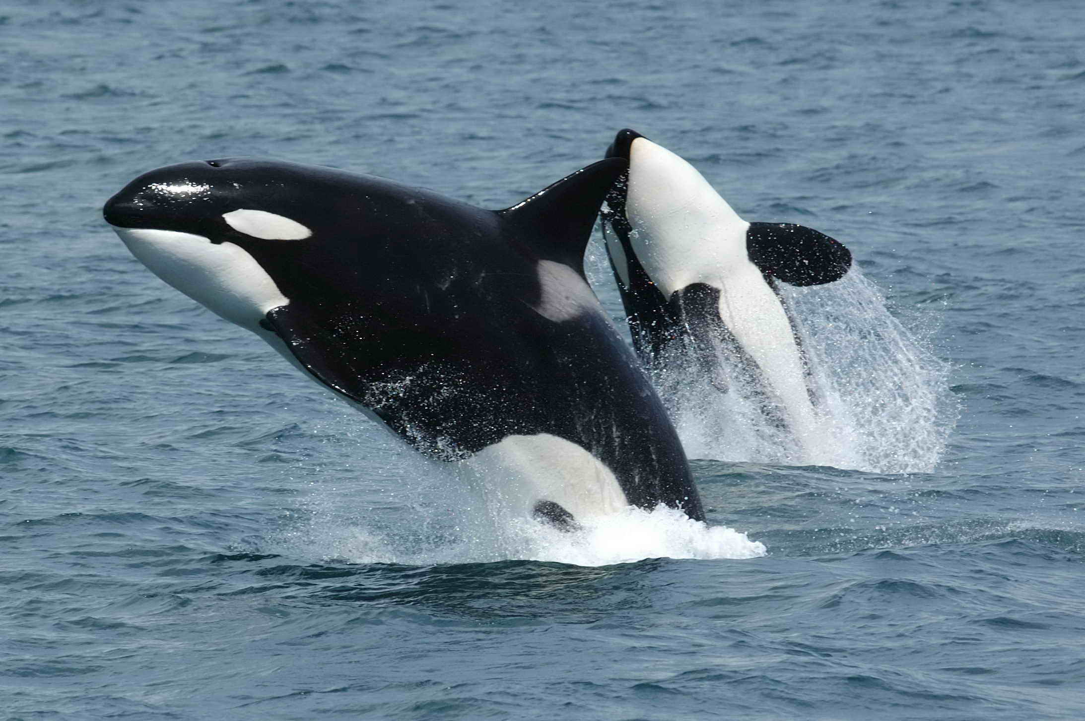 Orca - Baleia Assassina - Mamíferos Marinhos - InfoEscola