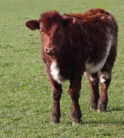 Gado Shorthorn. Foto: By Cgoodwin (CC-BY-SA-3.0), via Wikimedia Commons