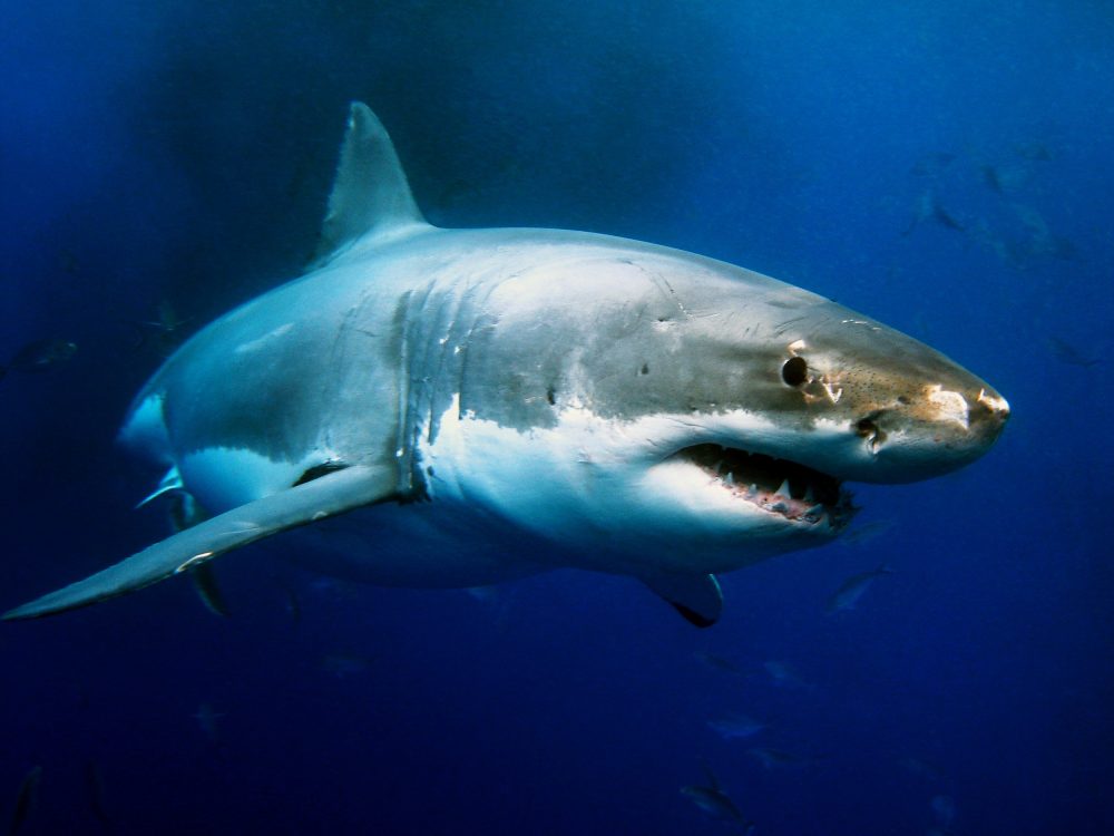 Tubarão branco. Foto: Alexius Sutandio / Shutterstock.com