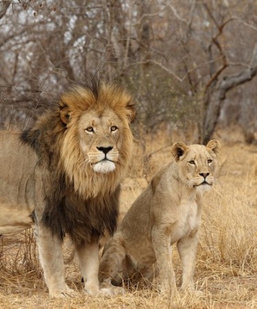 Dimorfismo sexual em leões. O macho possui juba. Foto: Dennis Donohue / Shutterstock.com