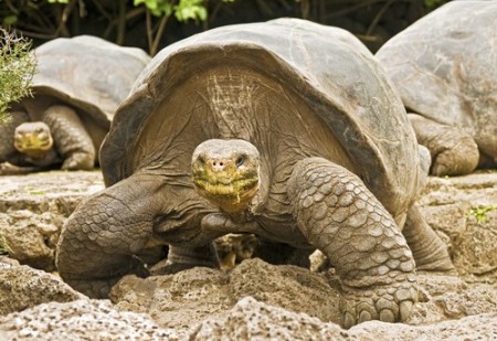 Tartaruga gigante de Galápagos. Foto: Danny Alvarez / Shutterstock.com