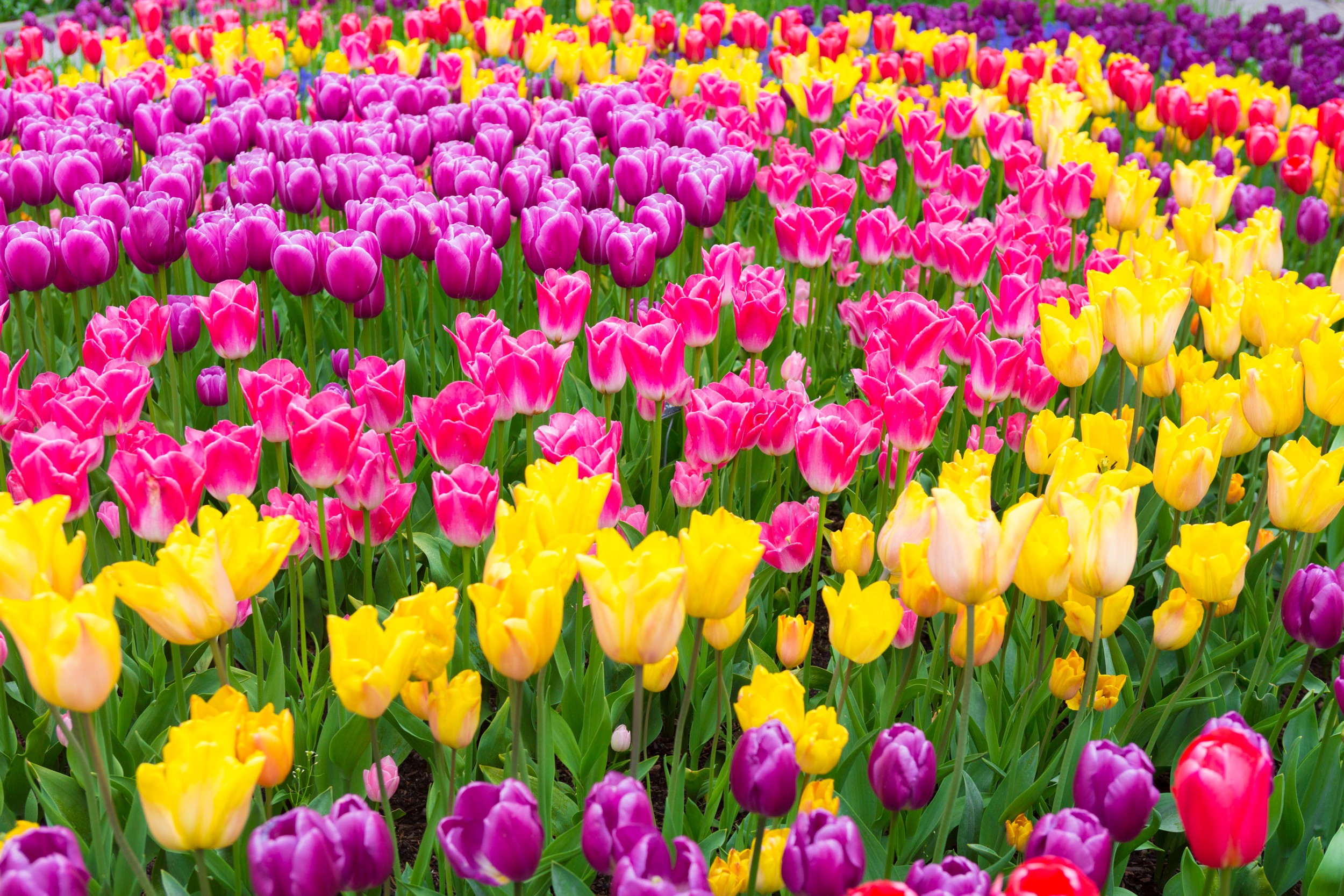 Tulipa - Flores e Plantas - InfoEscola