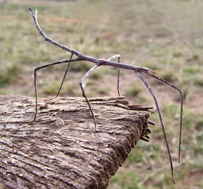 Bicho-pau. Foto: Wikimedia Commons / CC-BY-SA 3.0