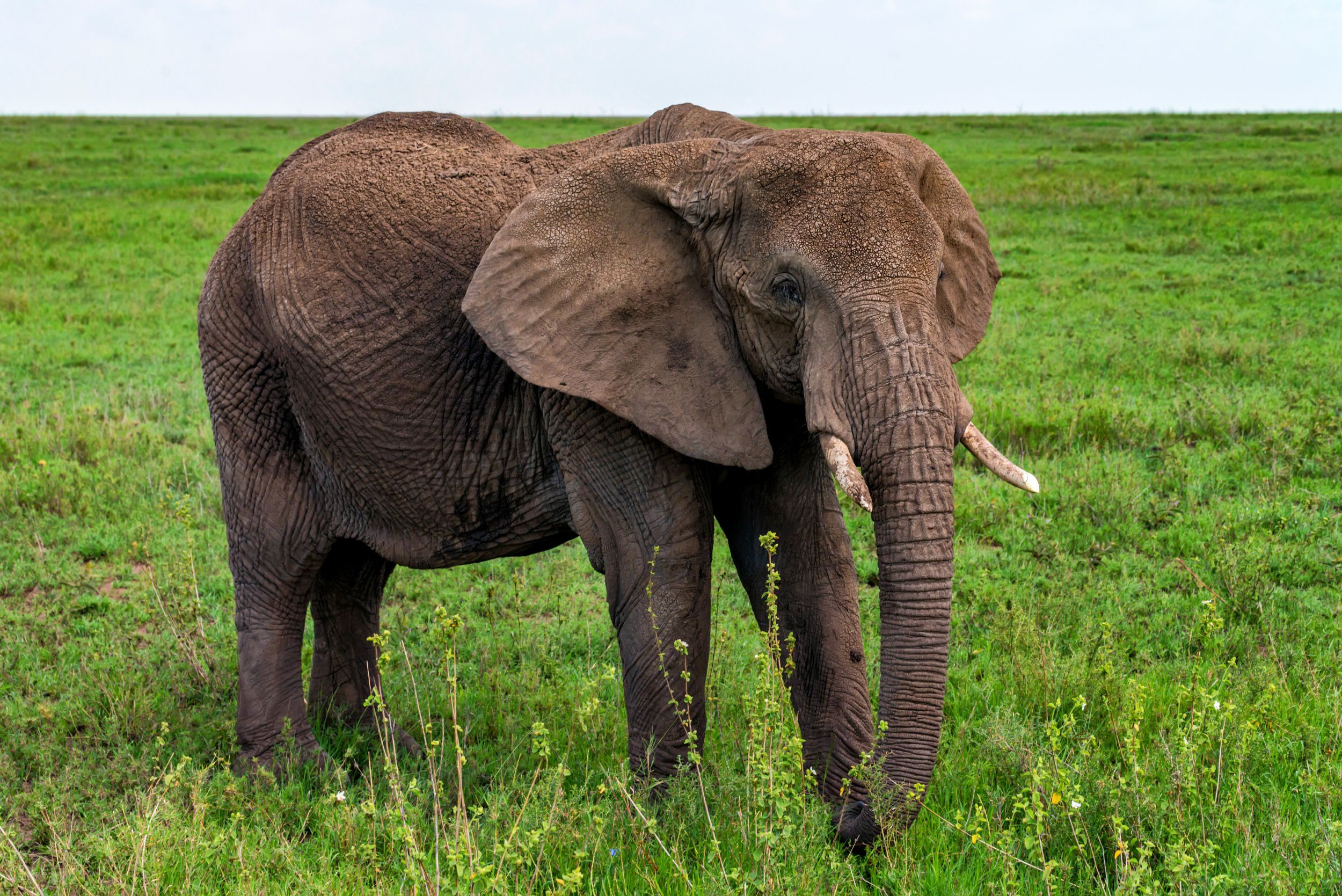 Elefante Africano Animais Mam feros InfoEscola