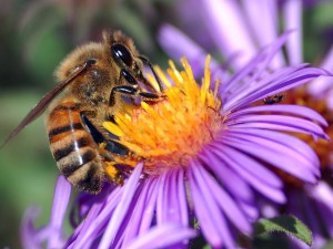 Foto: John Severns = Severnjc (Photo by John Severns.) [Public domain], via Wikimedia Commons (http://commons.wikimedia.org/wiki/File:European_honey_bee_extracts_nectar.jpg)