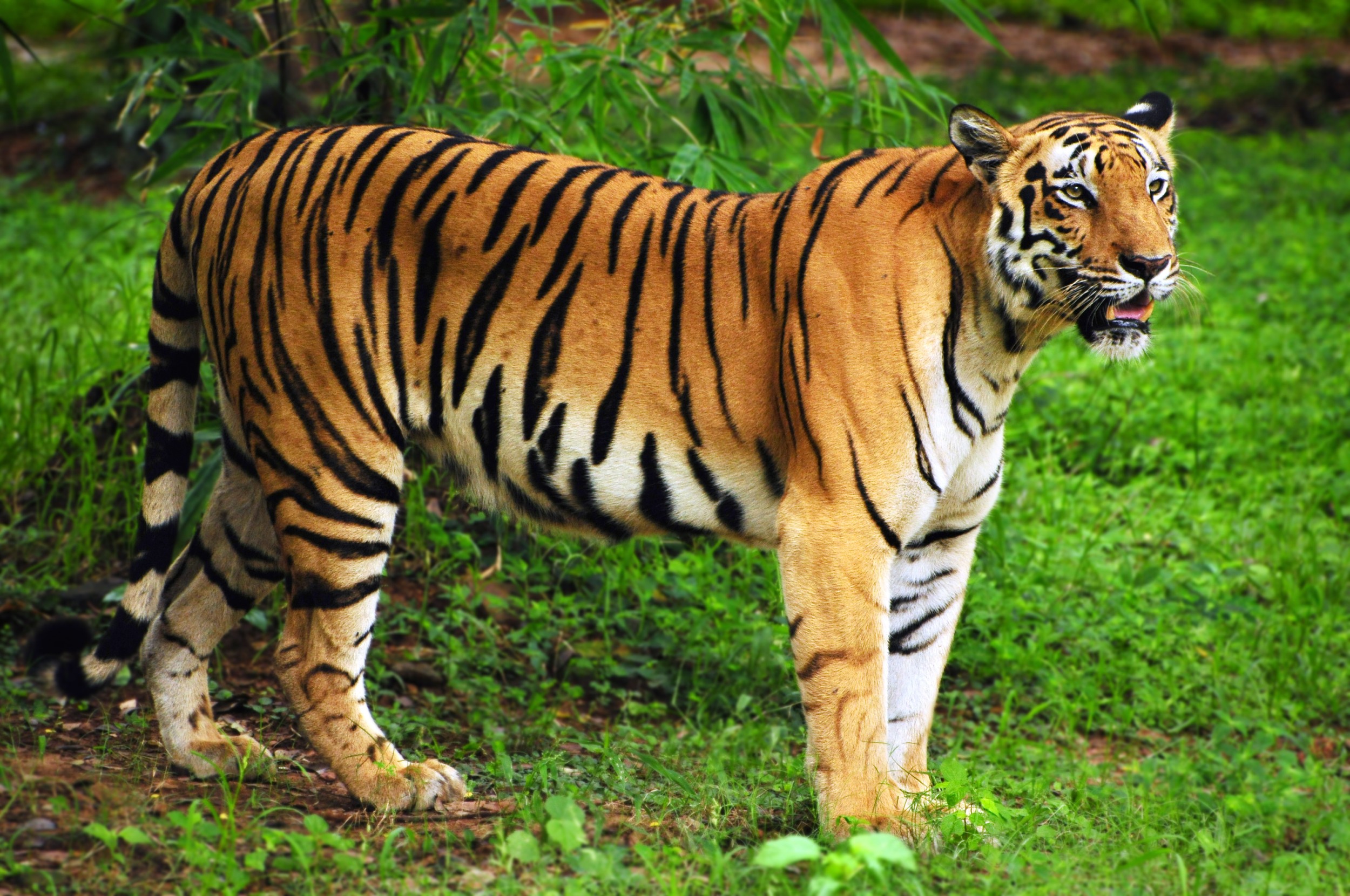 Tigre Ecologia Caracter sticas Subesp cies E Fotos De Tigres Tigre Ecologia Caracter sticas Subesp cies E Fotos De Tigres