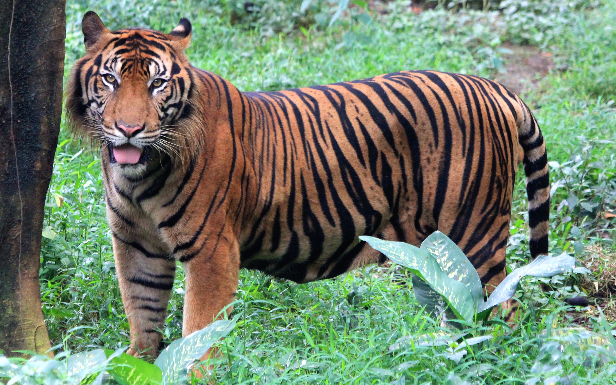 bosque de tigres que data de