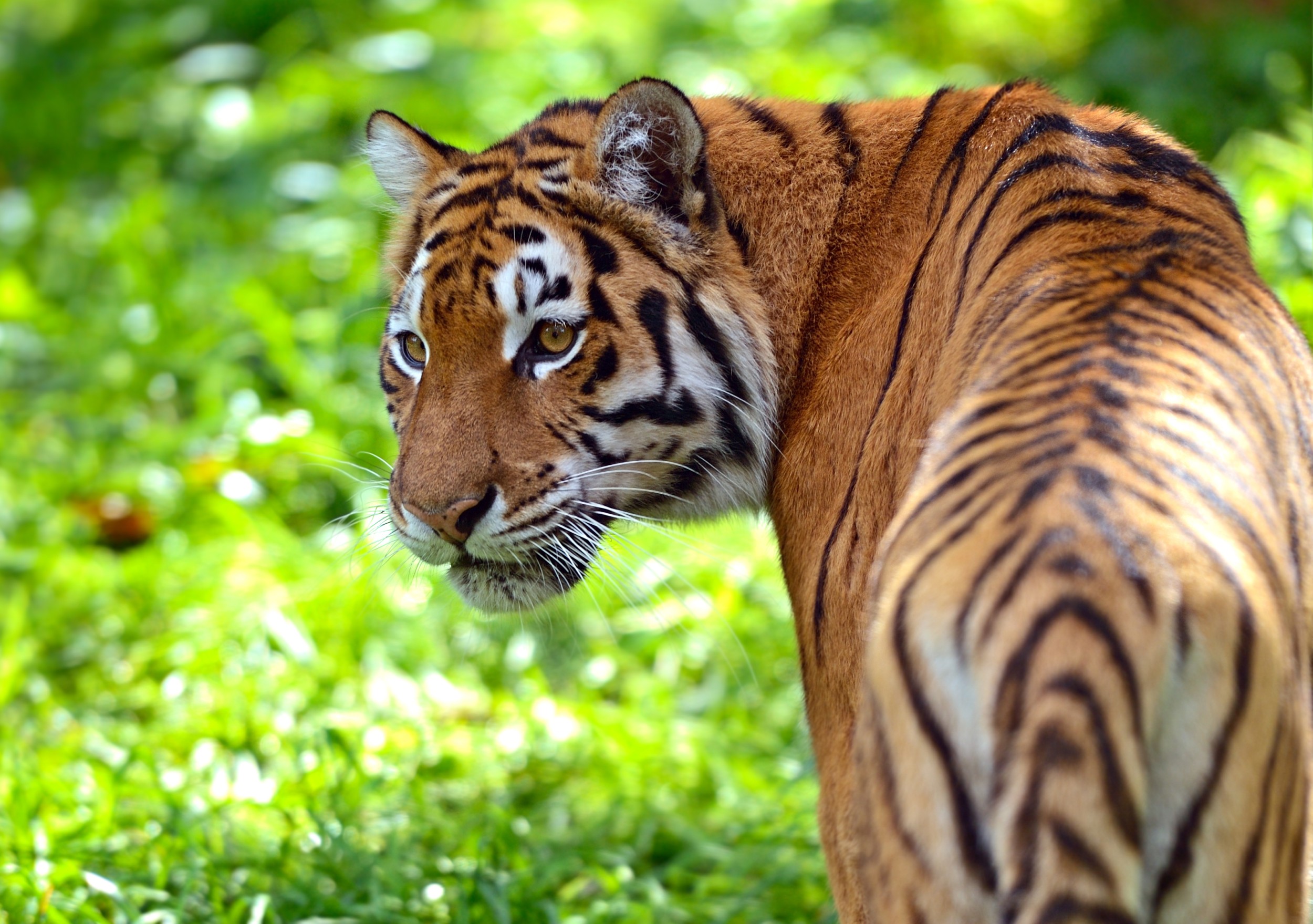 Tigre - ecologia, características, subespécies e fotos de tigres