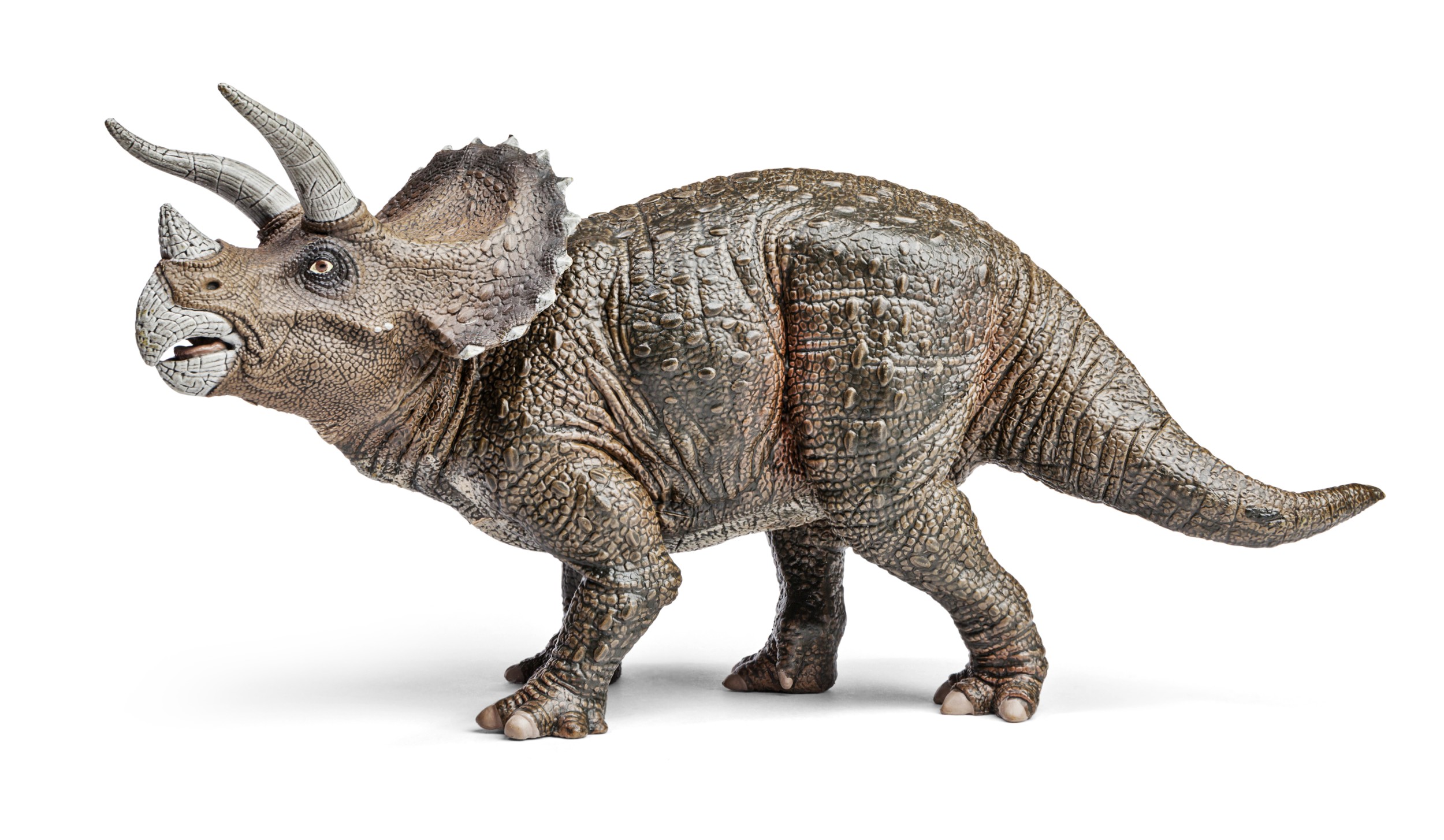 Tricer tops Esp cies De Dinossauros InfoEscola