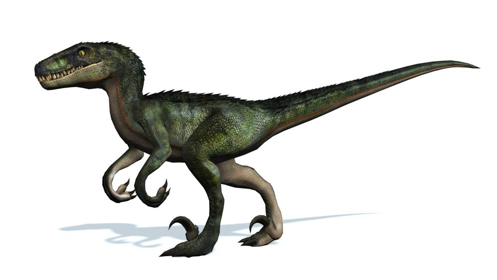 Velociraptor Espécies de Dinossauros InfoEscola