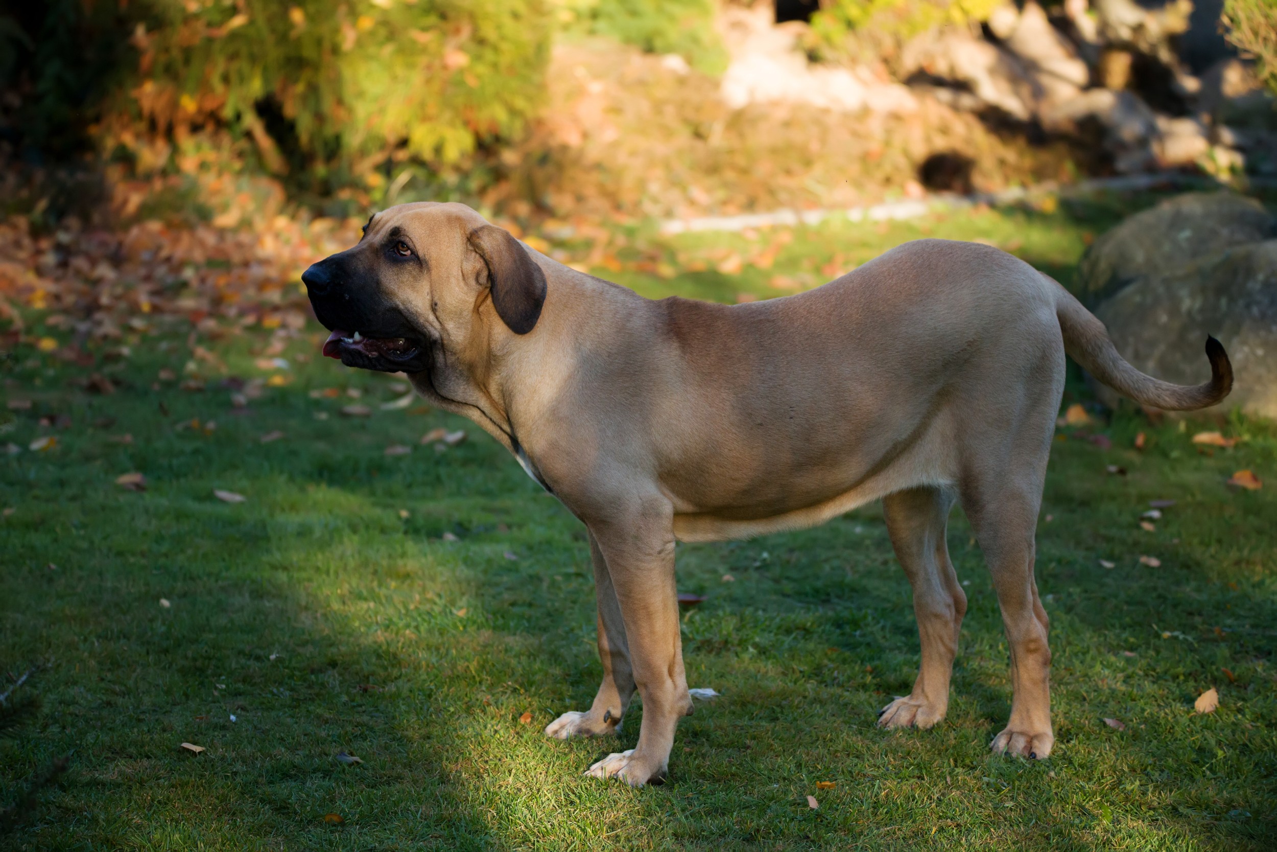 ledelse samlet set overholdelse Fila Brasileiro - Raças de Cães - Animais - InfoEscola