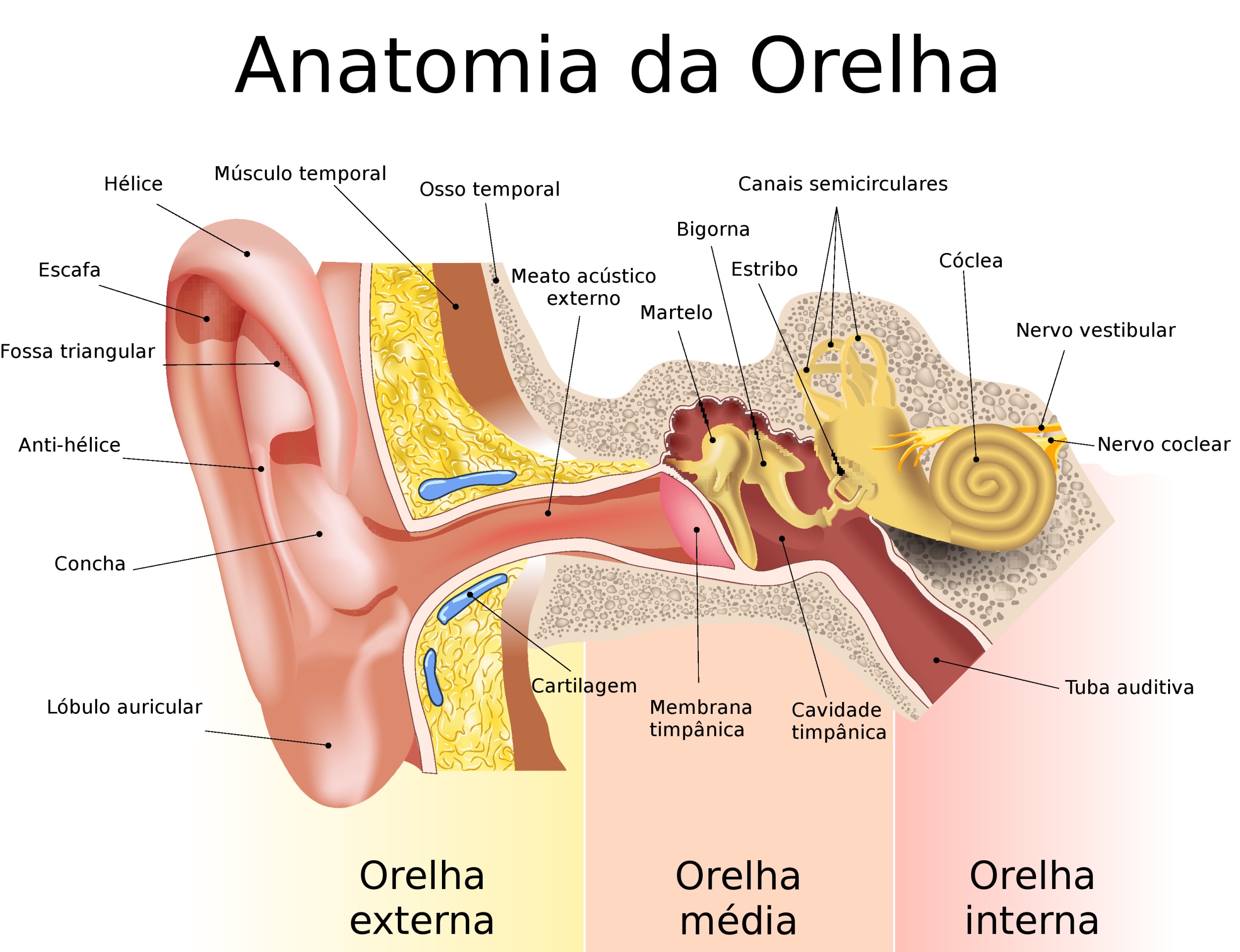 Ouvido - Orelha - partes externa, média e interna - Audição - Fonte: InfoEscola