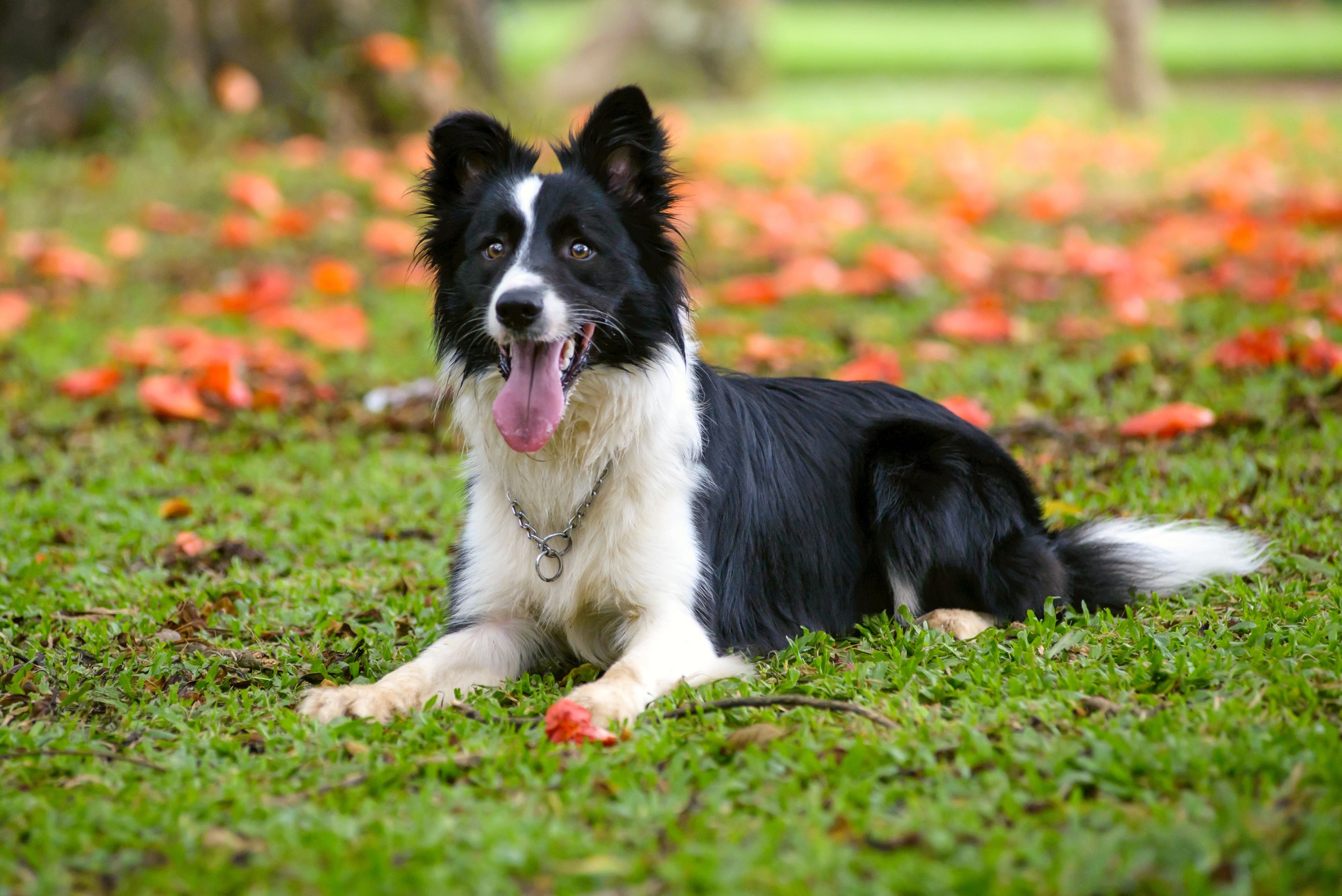 Border Collie bicolor preto e branco deitado na grama com lingua pra fora