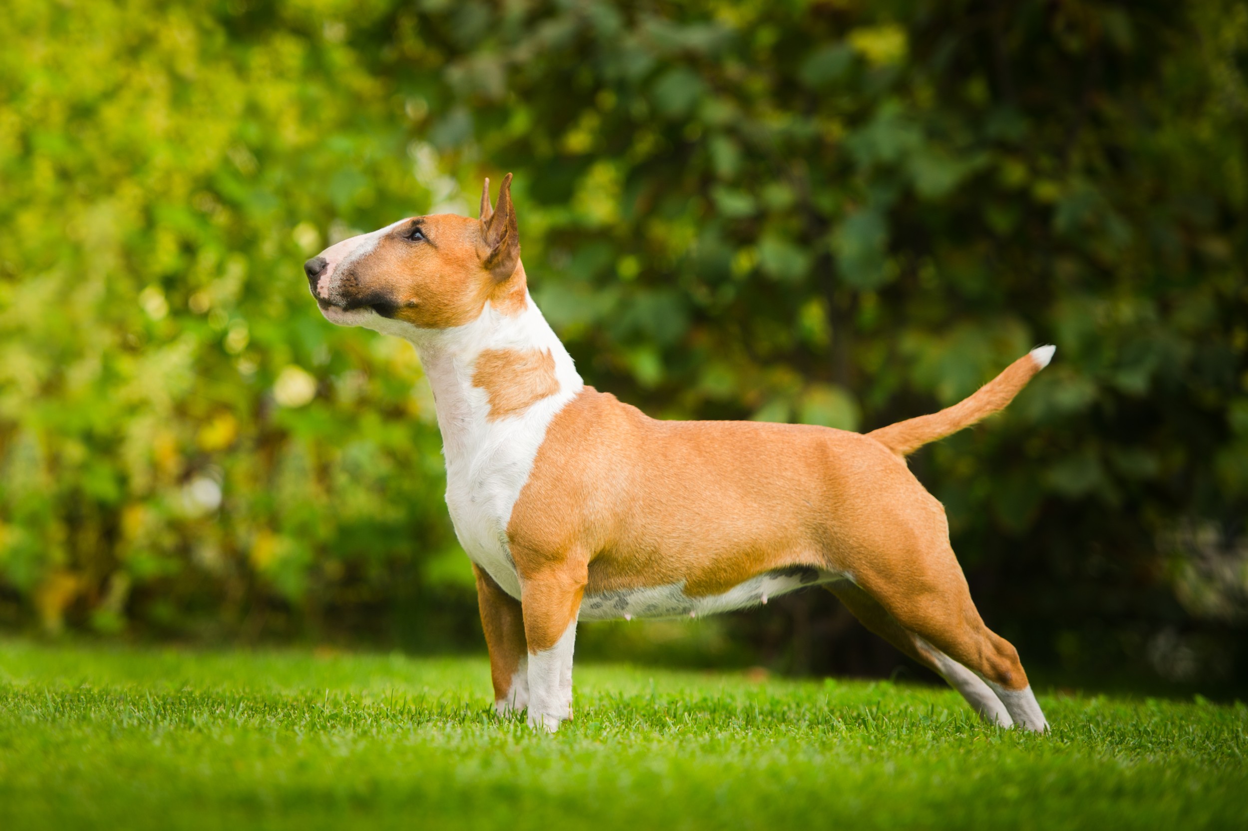 Bull Terrier Inglês: confira tudo sobre essa raça