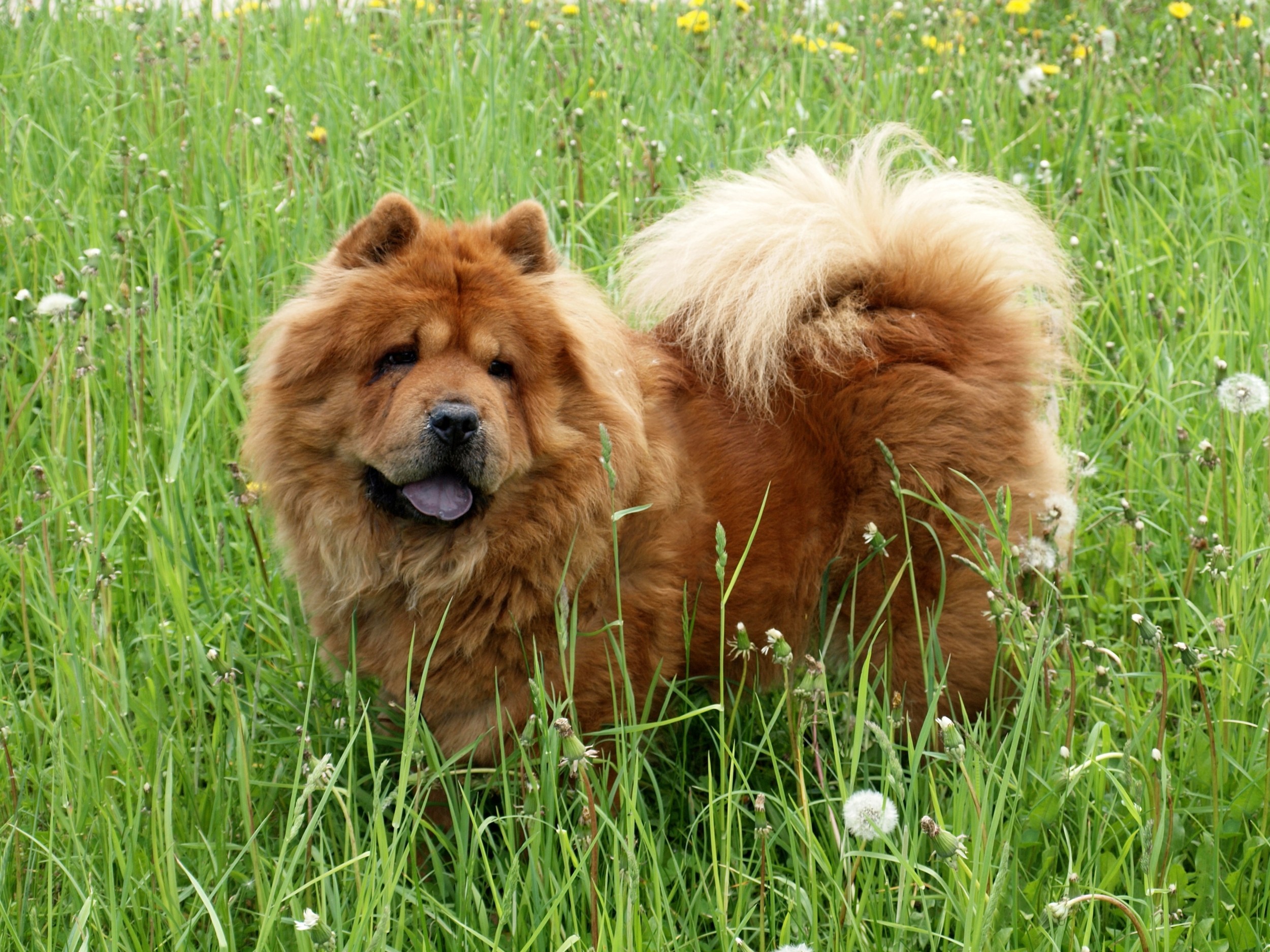 Cão - cães - cachorros - InfoEscola