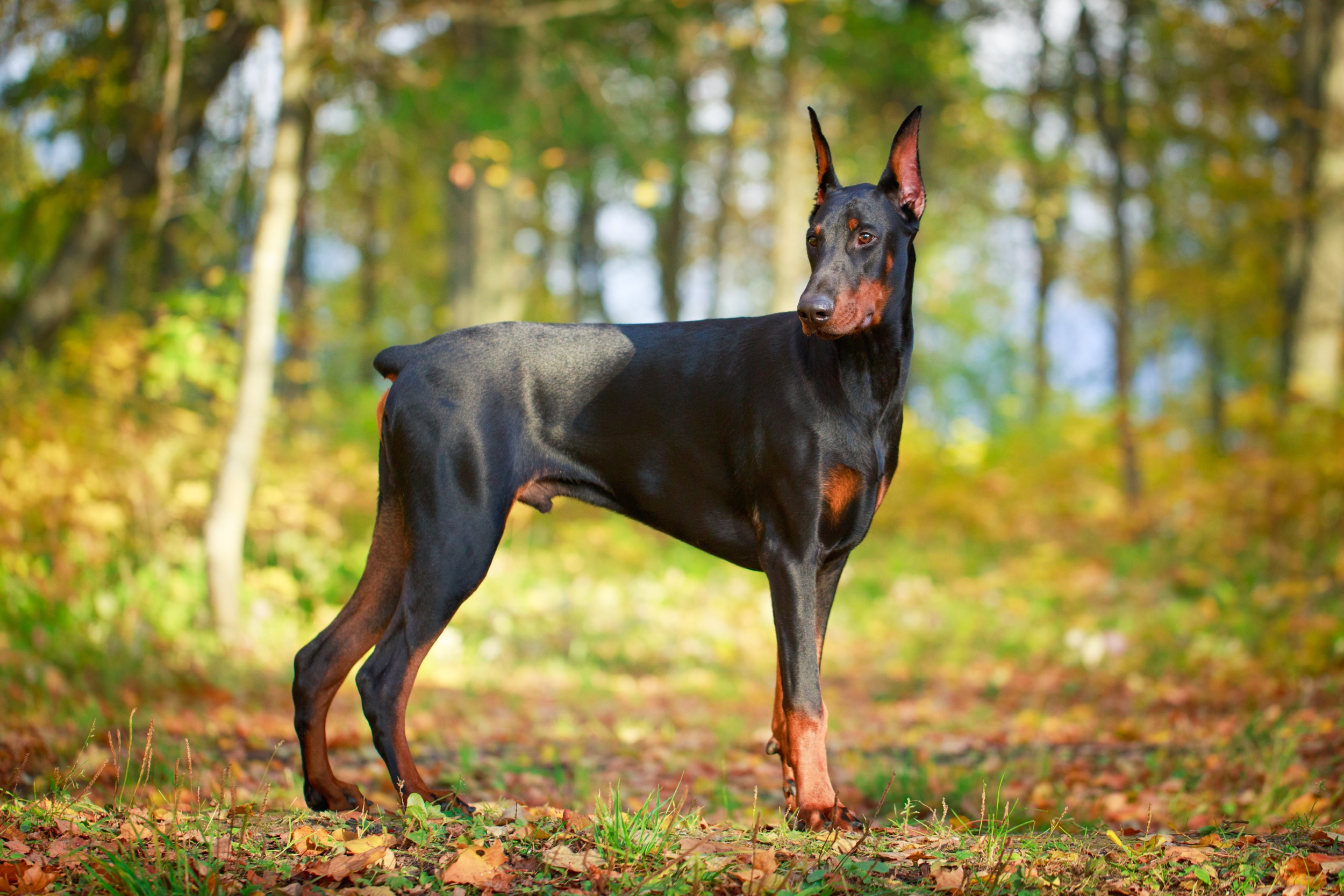 Cartello Attenzione Al Cane - Doberman Cioccolato, Targa In Alluminio Dibond 15x10 Cm, Per Esterno, Fatto In Francia
